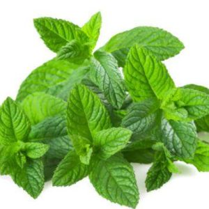 Menthe – 1 Botte – Fraîcheur Parfumée