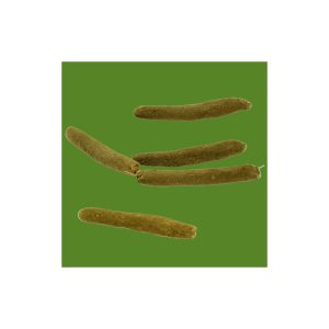 Temple des Esprits Serpents- Les Encens Rares ®- Sérénité, Sachet de 25 Grammes